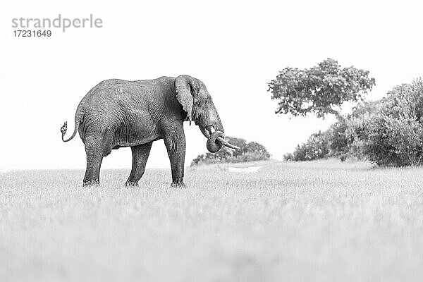 Ein Elefant  Loxodonta?africana auf einer Lichtung  Rüssel eingerollt