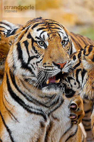 Porträt eines indochinesischen Tigers  Corbett-Tiger  Panthera tigris corbetti
