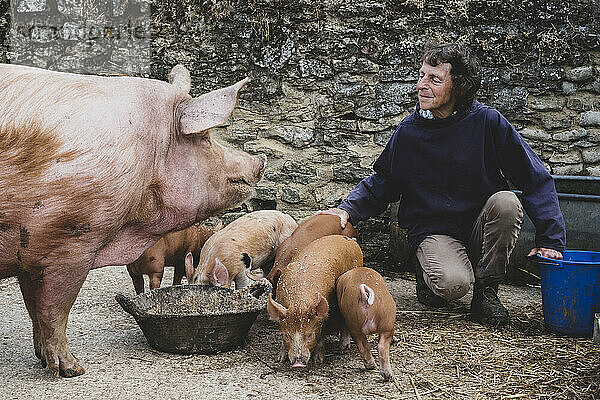 Frau füttert Tamworth-Schweinsau und Ferkel auf einem Bauernhof.