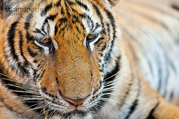 Porträt  Indochinesischer Tiger  Corbett-Tiger  Panthera tigris corbetti