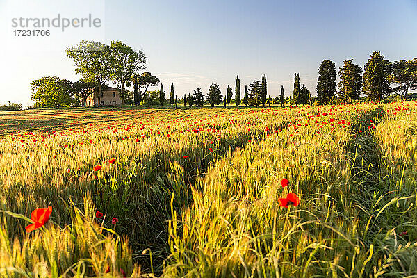 Feld von Mohnblumen und alten verlassenen Bauernhaus  Toskana  Italien