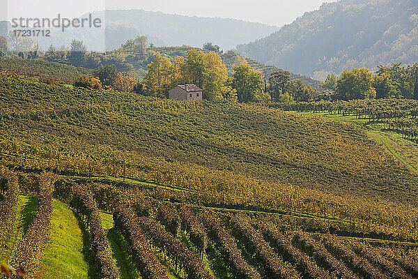 Landschaft und Weinberge in der Nähe des Dorfes Rolle im Bezirk Treviso