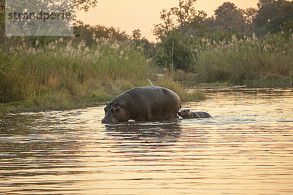 Ein Flusspferd und sein Kalb  Hippopotamus amphibius  laufen bei Sonnenuntergang durch einen Fluss.