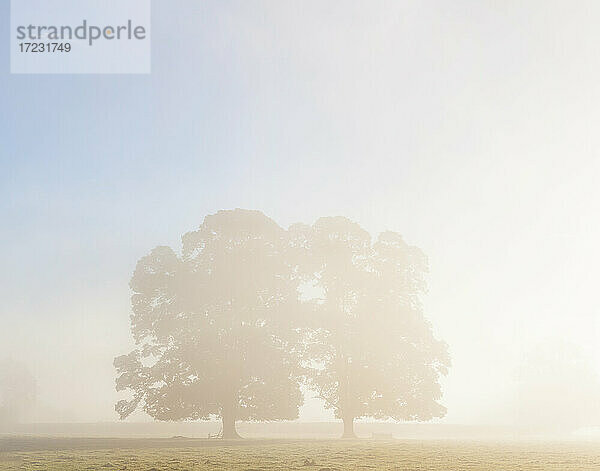 Sonnenaufgang  Silhouette von großen Eichen im Usk-Tal