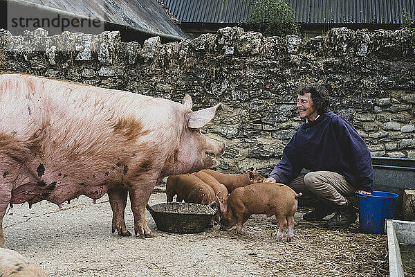 Frau füttert Tamworth-Schweinsau und Ferkel auf einem Bauernhof.