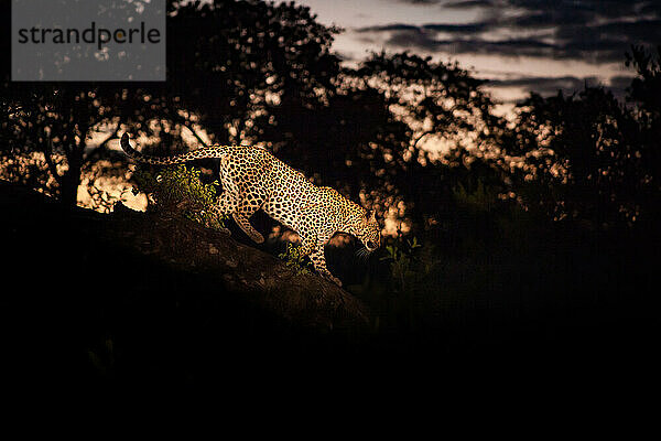 Ein Leopard  Panthera pardus  läuft nachts an einem Baumstamm entlang  beleuchtet von einem Scheinwerfer.