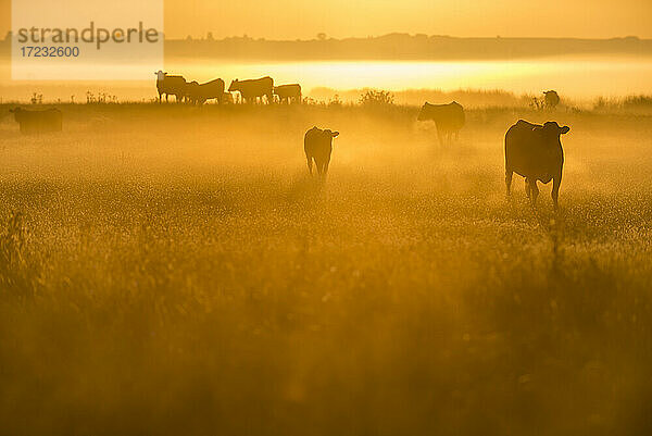 Rinder auf grasendem Sumpf bei Sonnenaufgang  Elmley Marshes National Nature Reserve  North Kent Marshes  Isle of Sheppey  Kent  England  Vereinigtes Königreich  Europa