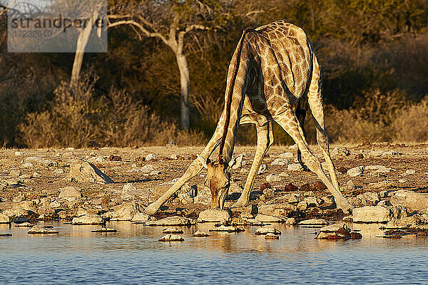 Giraffe (Giraffa camelopardalis) trinkt mit gespreizten Beinen in einem Teich   Etosha National Park  Namibia  Afrika