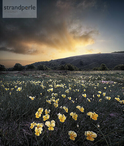 Sonnenaufgang über einem gelben Veilchen (Viola pubescens) Feld  Cusna Berg  Appeninen  Emilia Romagna  Italien  Europa