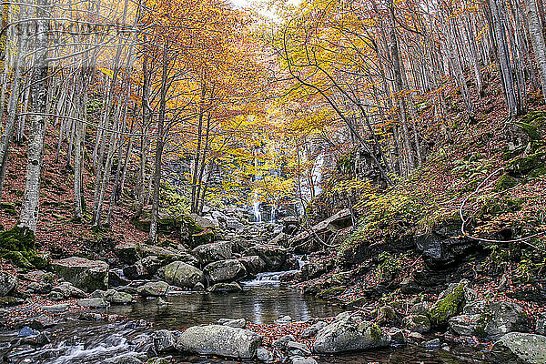 Herbstwald und Wasserfall im Hintergrund  Dardagna Wasserfälle  Parco Regionale del Corno alle Scale  Emilia Romagna  Italien  Europa