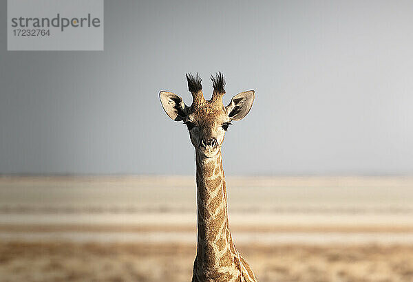 Porträt einer Giraffe (Giraffa camelopardalis)  Namibia  Afrika