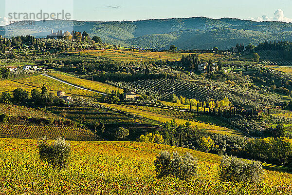 Blick auf das Tal von Panzano in Chianti  gemusterte Linien von Weinbergen  Zypressen und Olivenbäumen mit Bauernhäusern  Toskana  Italien  Europa