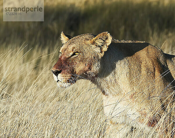 Löwin (Panthera leo) Kopfschuss stehend in der Savanne  Etosha National Park  Namibia  Afrika