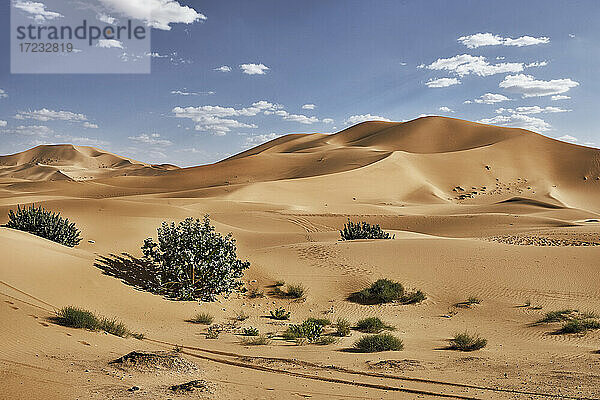 Sanddünen und Sträucher in der Sahara-Wüste  Merzouga  Marokko  Nordafrika  Afrika