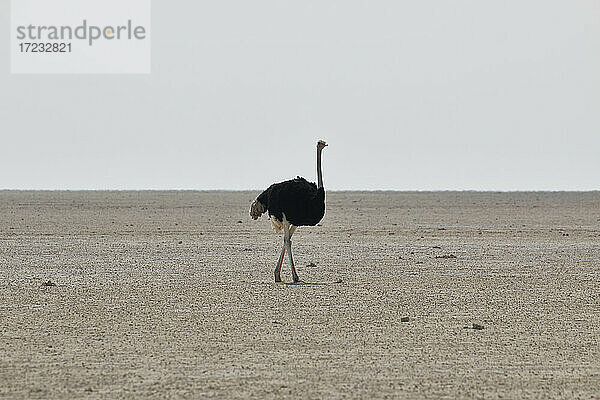 Einsamer Strauß (Struthio) beim Spaziergang in der Salzpfanne mitten in Etosha  Etosha National Park  Namibia  Afrika