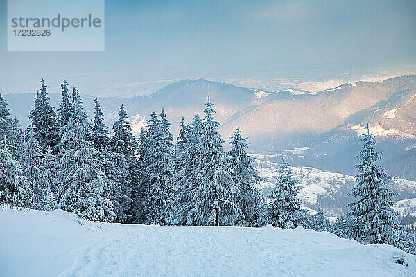 Schöne Winterlandschaft im Vladeasa-Gebirge  Transsilvanien  Rumänien  Europa