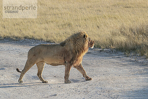 Männlicher Löwe (Panthera leo)  der stolz in der Savanne spazieren geht  Etosha National Park  Namibia  Afrika