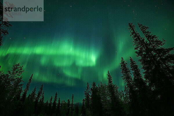 Aurora borealis (Nordlicht) über Nadelwald  Muonio  Lappland  Finnland  Europa