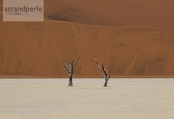 Zwei trockene Bäume in der Sossusvlei-Wüste  hoher Kontrast zwischen dem roten Sand im Hintergrund und dem weißen Sand am Boden  Namib-Wüste  Namibia  Afrika