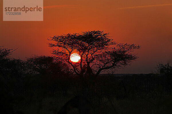 Sonnenaufgang Sonne umrahmt von einem Baum Silhouette  Namibia  Afrika