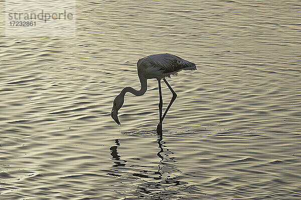 Flamingo im Wasser  Walvis Bay  Namibia  Afrika