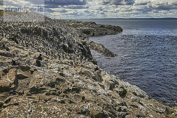 Schwärme von Trottellummen (Uria aalge)  auf Staple Island  auf den Farne-Inseln  Northumberland  Nordostengland  Vereinigtes Königreich  Europa