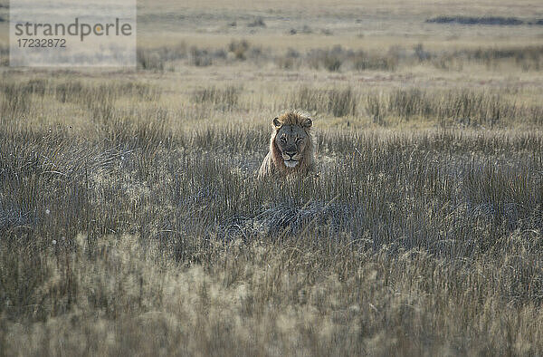 Männlicher Löwe (Panethera leo) sitzend in der Savanne  Etosha National Park  Namibia  Afrika