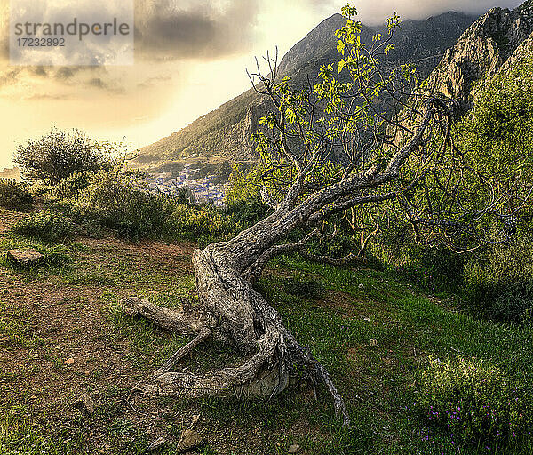 Ein uralter Baum an einem Berghang oberhalb von Chefchaouen  Marokko  Nordafrika  Afrika