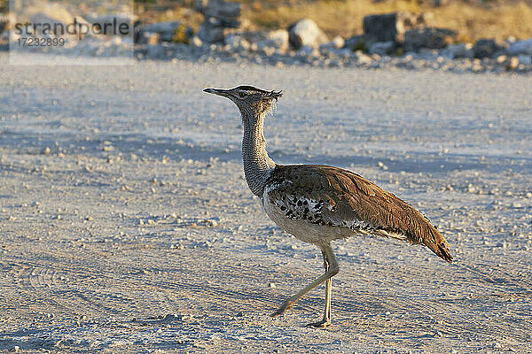 Ardeotis kori auf dem Boden laufend  Etosha National Park  Namibia  Afrika