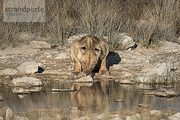 Löwin (Panthera leo) beim Trinken an einem Wasserloch  Etosha National Park  Namibia  Afrika