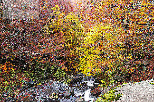 Herbst Laub Farben im Wald  Parco Regionale del Corno alle Scale  Emilia Romagna  Italien  Europa
