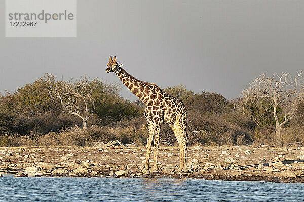 Giraffe (Giraffa camelopardalis) stehend in der Nähe eines Wasserteiches  Etosha National Park  Namibia  Afrika