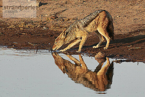 Spiegelung eines Schakals (Canis lupaster) beim Trinken an einem Wasserloch bei Sonnenaufgang  Etosha-Nationalpark  Namibia  Afrika