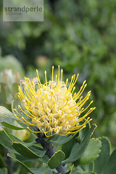 Leucospermum cuneiforme (Gewöhnliche Nadelkissen-Protea)  Westkap  Südafrika  Afrika