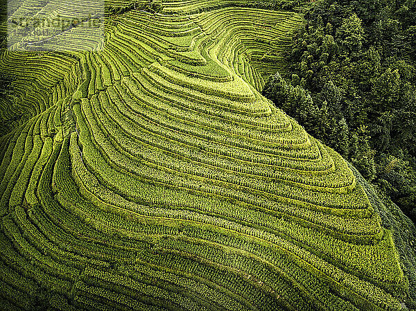 Luftaufnahme der Longsheng-Reisterrassen  aufgrund ihrer Form auch als Drachenrücken bekannt  Guangxi  China  Asien