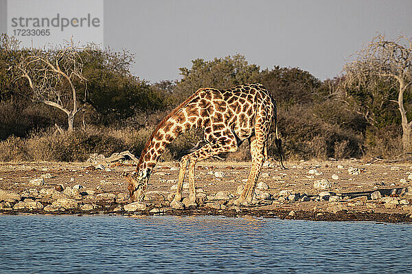 Giraffe (Giraffa camelopardalis) trinkt mit angewinkelten Beinen in einem Teich  Etosha-Nationalpark  Namibia  Afrika