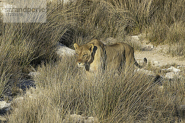 Löwin (Panthera leo) stehend in der Savanne  Etosha National Park  Namibia  Afrika