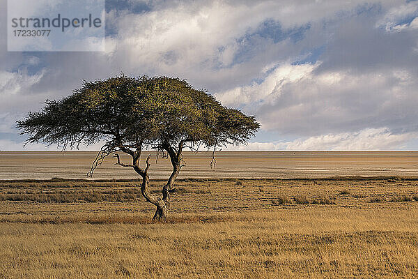 Salvadora Wasserloch in Etosha  berühmt für diesen einsamen Baum inmitten der Savanne  Namibia  Afrika