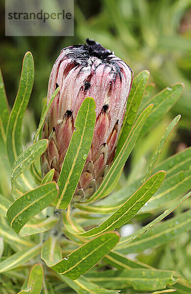 Protea neriifolia (Bärtige Protea)  Westkap  Südafrika  Afrika