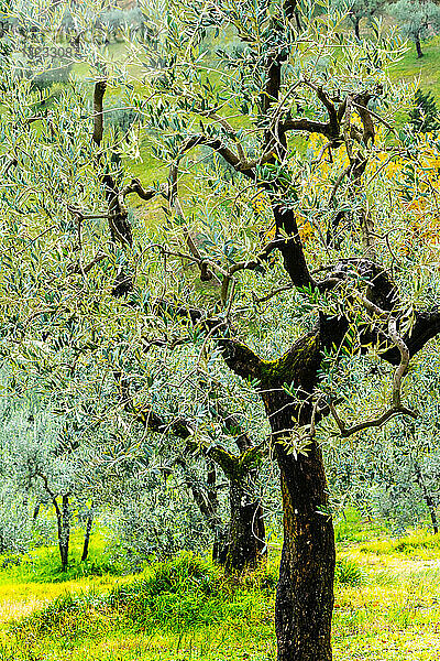 Helle Schattierungen von grünen sonnenbeschienenen Olivenbäumen und Gras im Herbst nach dem Regen  Greve in Chianti  Toskana  Italien  Europa