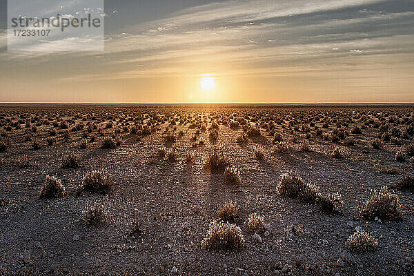 Sonnenaufgang in der Etosha-Savanne mit kleinen Büschen  die lange Schatten werfen  Namibia  Afrika