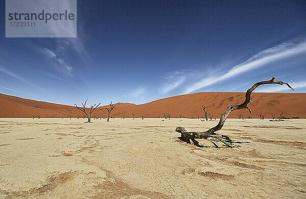 Deadvlei  nahe Sossusvlei  ein trockener See mit abgestorbenen Bäumen in der Wüste aus roten Sanddünen  Namib-Wüste  Namibia  Afrika