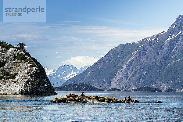 Stellerscher Seelöwe (Eumetopias jubatus)  Laichplatz  South Marble Islands  Glacier Bay National Park  UNESCO Weltkulturerbe  Alaska  Vereinigte Staaten von Amerika  Nordamerika