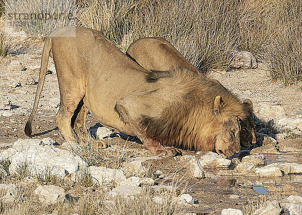 Zwei Löwen (Panthera leo) beim Trinken an einem Wasserloch  Etosha National Park  Namibia  Afrika