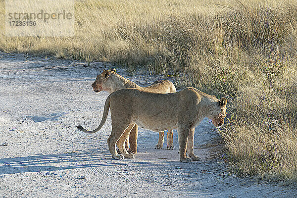 Zwei Löwinnen (Panthera leo) beim Spaziergang in der Savanne  Etosha National Park  Namibia  Afrika