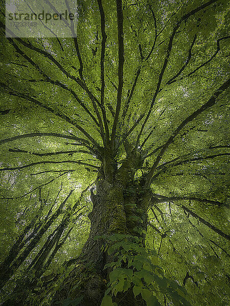 Großer Baum mit grünen Blättern und Zweigen  die sich überall ausbreiten  Bretagne  Frankreich  Europa