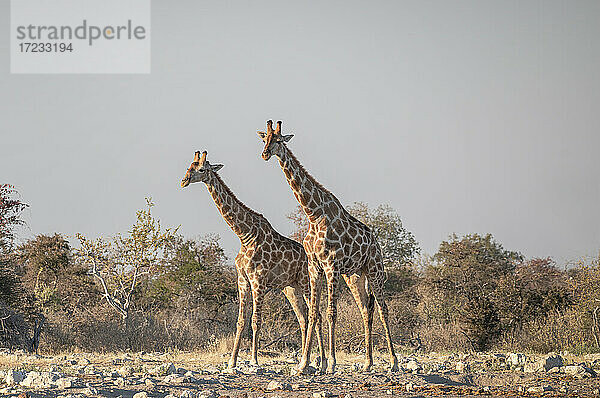 Zwei Giraffen (Giraffa camelopardalis) in der Nähe eines Wasserlochs  Seitenansicht  Etosha National Park  Namibia  Afrika