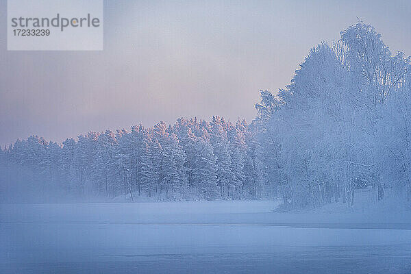 Morgennebel über gefrorenem Fluss  Fluss Kitkajoki  Kuusamo  Finnland  Europa