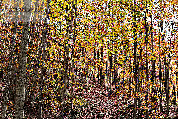 Laubfarben in einem Buchenwald  Parco Regionale del Corno alle Scale  Emilia Romagna  Italien  Europa