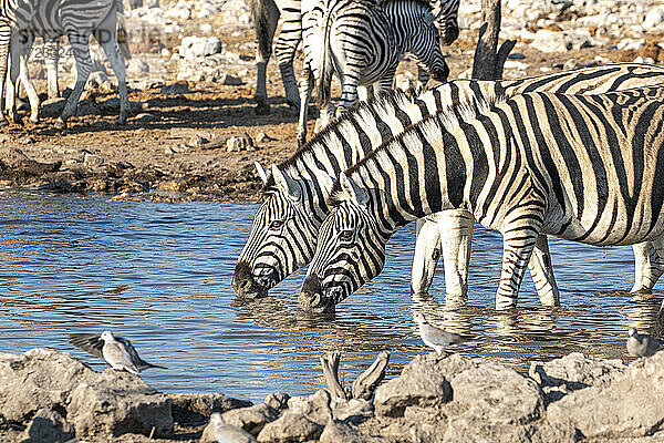 Zebras trinken in einem Teich  Etosha National Park  Namibia  Afrika